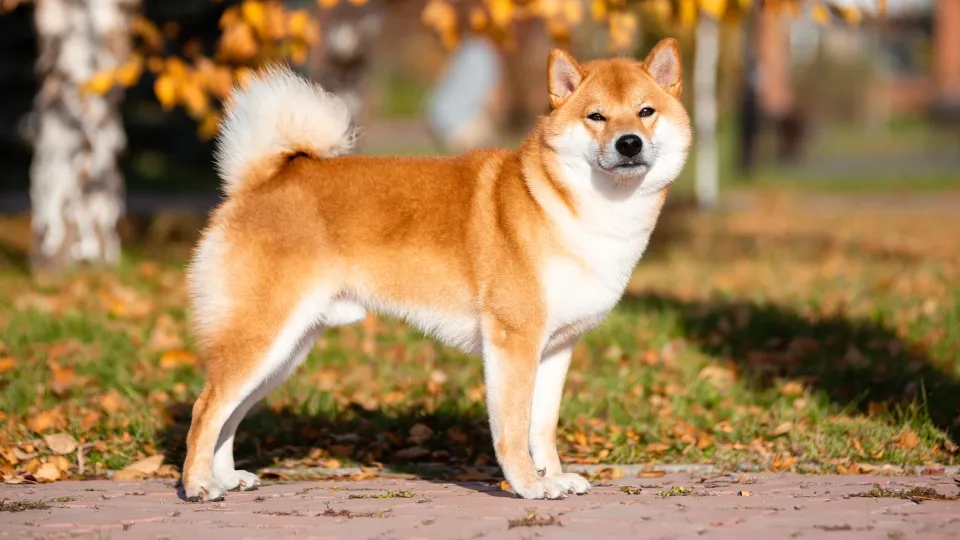 Japanese Akita Inu
